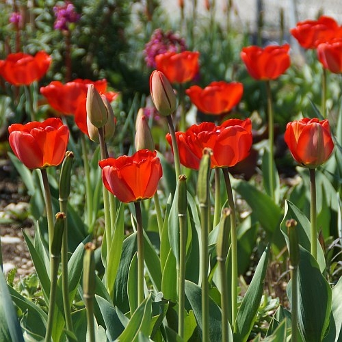 Tulipa 'Parade' - Darwin-Hybrid-Tulpe